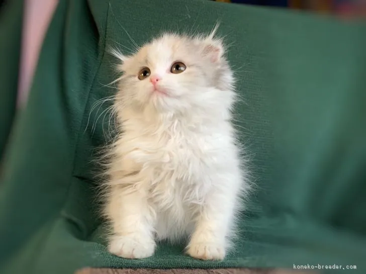 ID：1903-01374の子猫