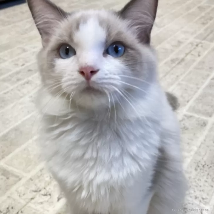 ID：2408-00794の子猫