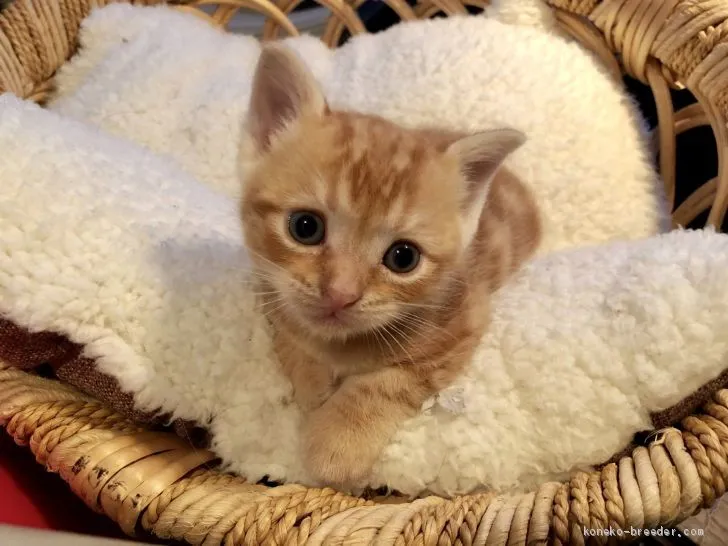 ID:1909-00057の子猫