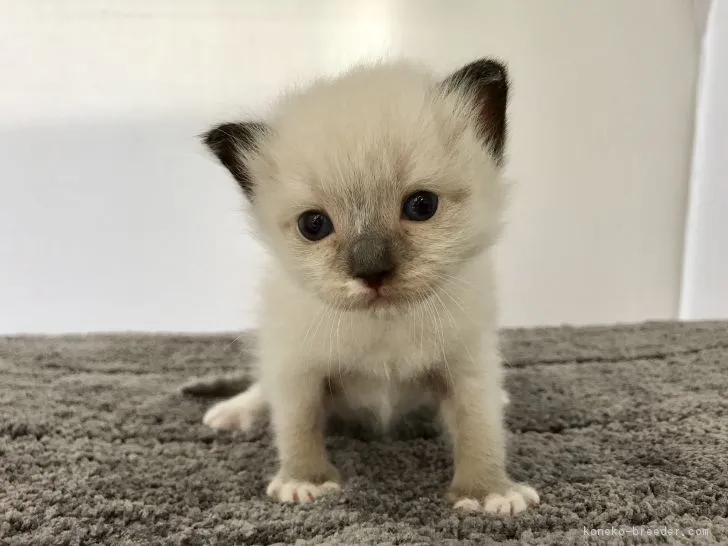 ID:1708-00712の子猫