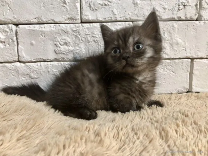 ID：1812-00173の子猫
