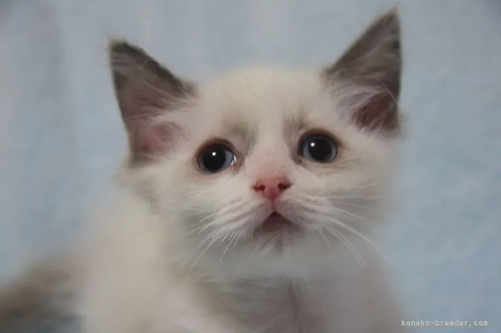 ID：1804-01794の子猫