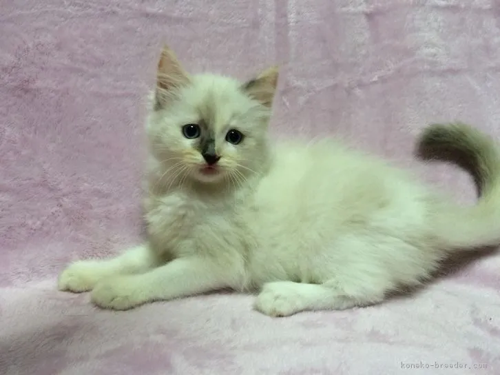 ID：1609-00892の子猫