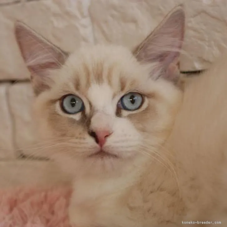 ID：2212-00404の子猫