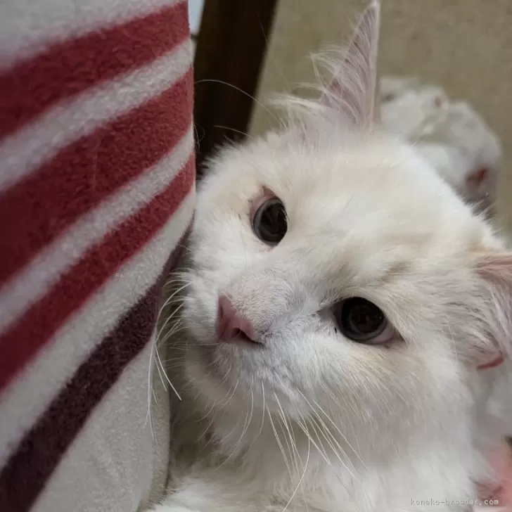ID:2406-01733の子猫