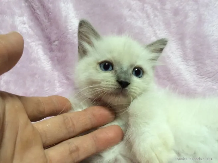 ID：1609-00866の子猫