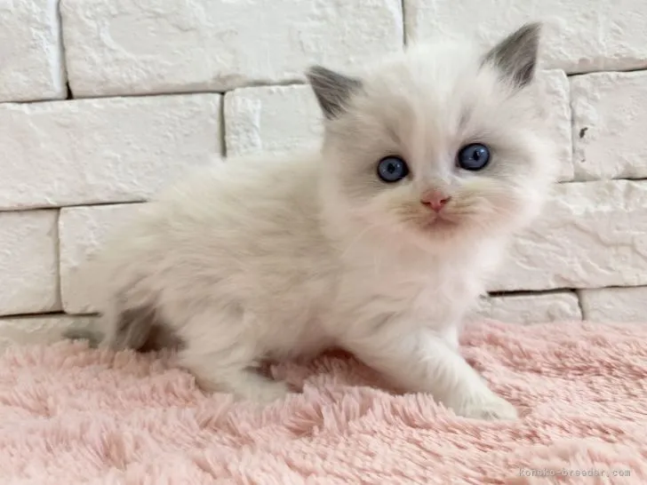 ID：2201-00080の子猫