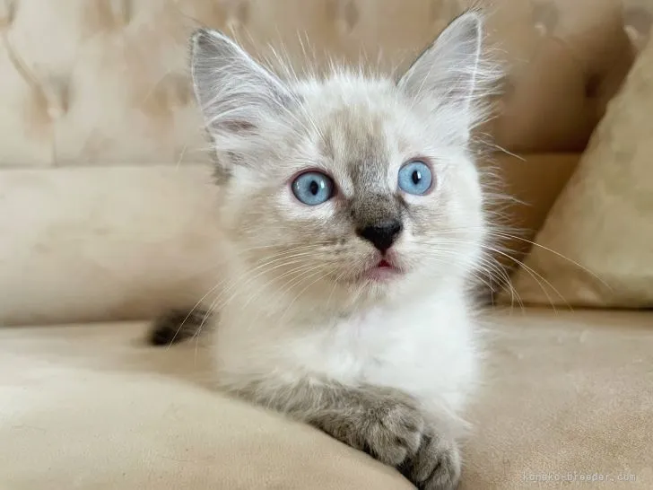 ID：2109-01368の子猫