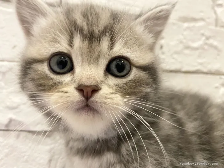 ID:2204-00205の子猫