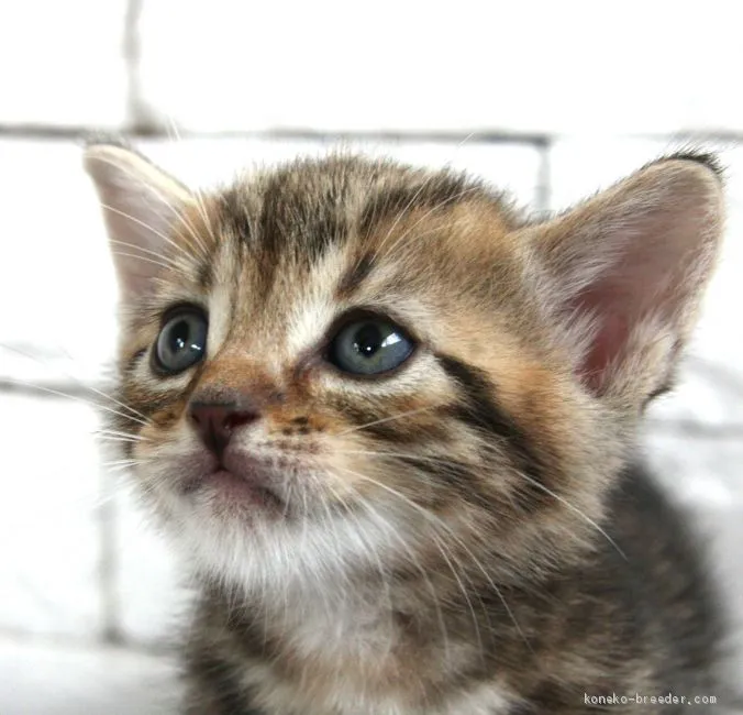 ID：1909-00563の子猫