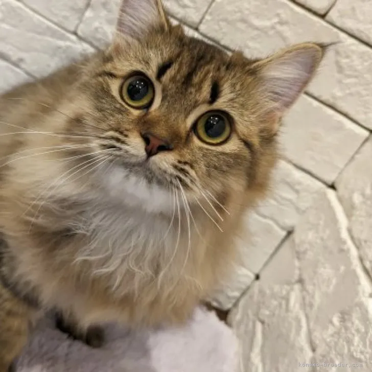 ID：2305-01808の子猫