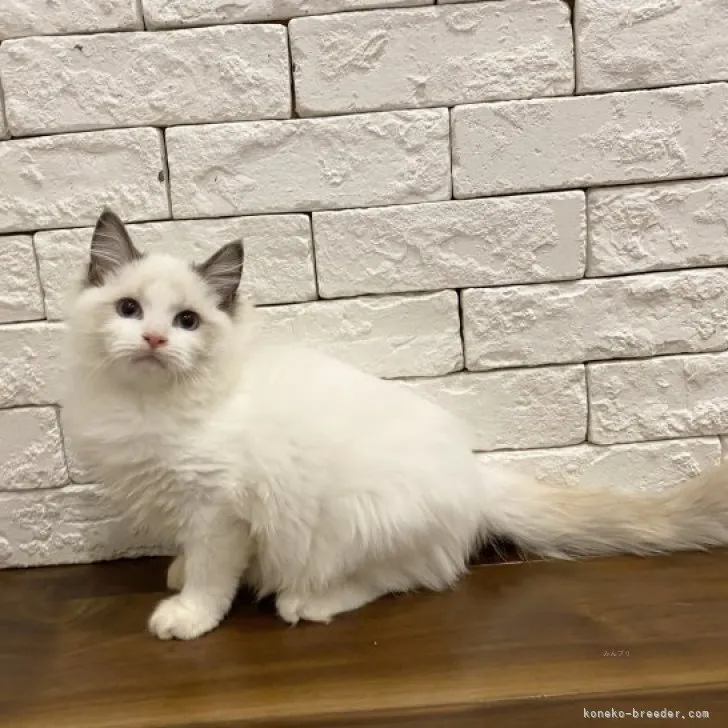 ID：2309-01400の子猫