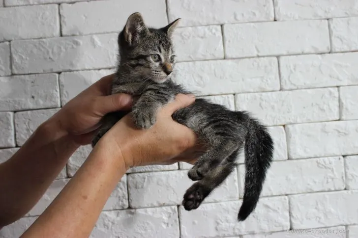 ID:1708-00525の子猫
