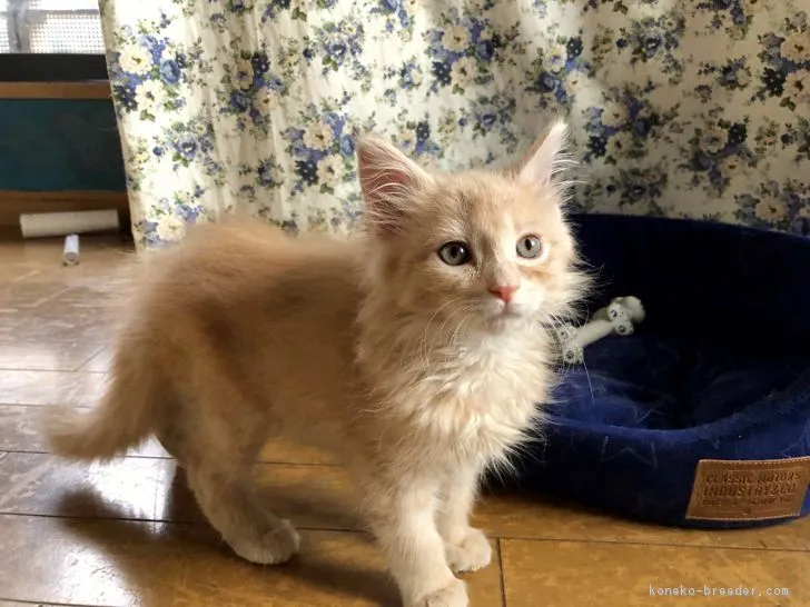 ID：1902-01240の子猫