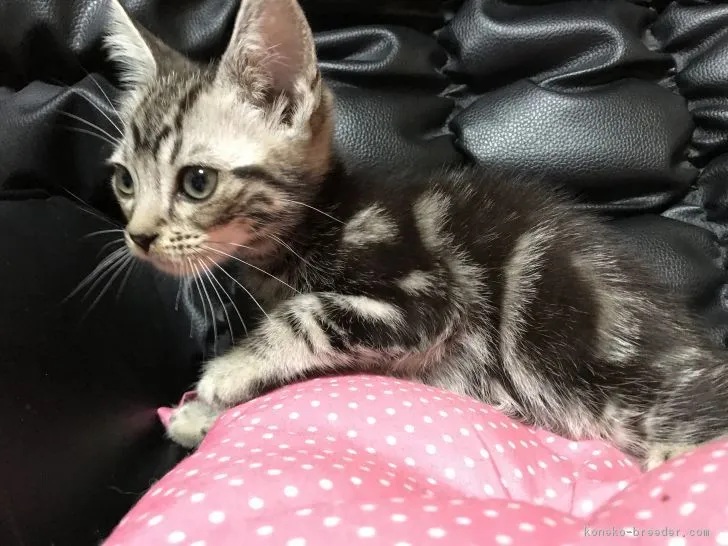 ID：1706-01218の子猫