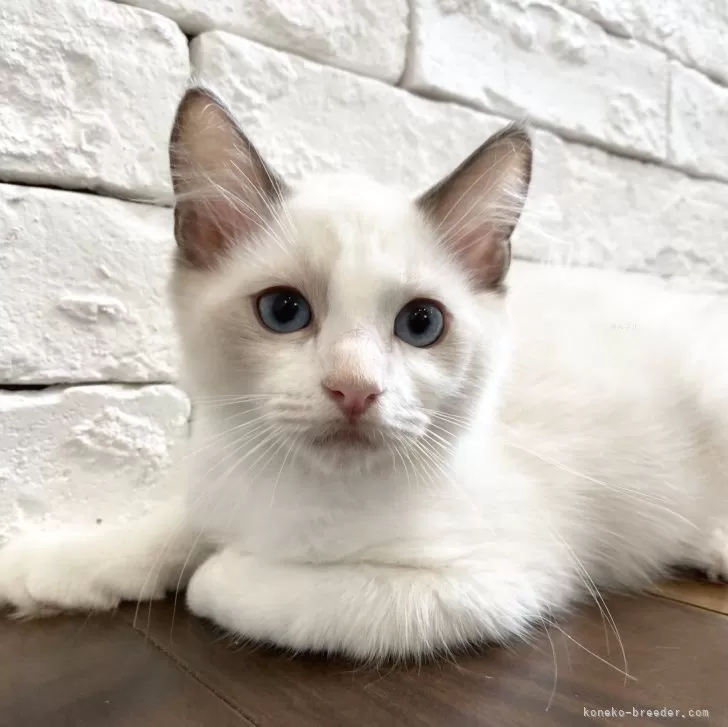 ID：2405-01076の子猫