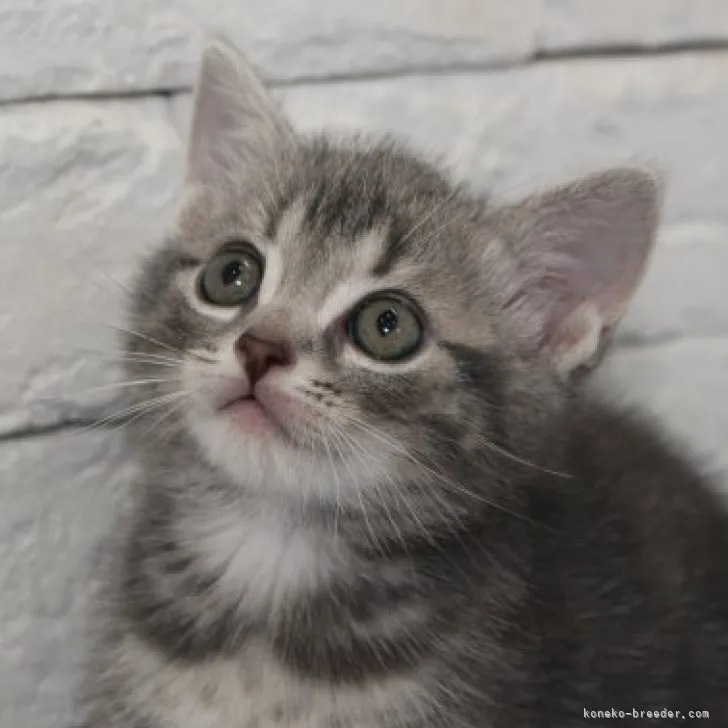 ID：2304-02693の子猫