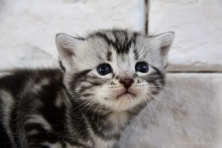 ID：1911-00543の子猫
