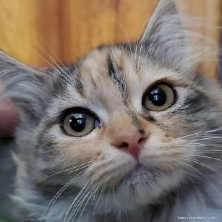 ID：2209-01878の子猫