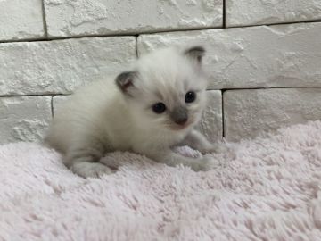 ラグドール【群馬県・女の子・2018年6月25日・ブルーポイントミテッド】の写真「可愛い女の子♫」