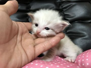 ラグドール【群馬県・男の子・2017年4月6日・ブルーリンクスバイカラー】の写真「可愛い男の子♬」
