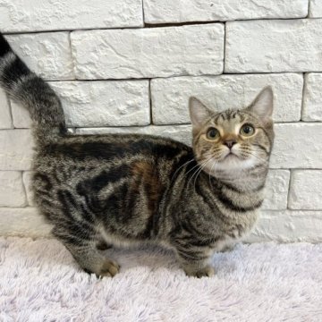 マンチカン(短足)【群馬県・女の子・2023年5月4日・ブラウンタビー（短毛）】の写真「可愛い姉妹！」