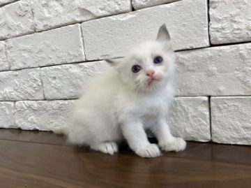 ラグドール【群馬県・男の子・2018年7月12日・ブルーポイントバイカラー】の写真「可愛い男の子♫」