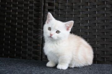 マンチカン(短足)【群馬県・女の子・2020年1月9日・レッド&ホワイト】の写真「可愛い短足の女の子♫」