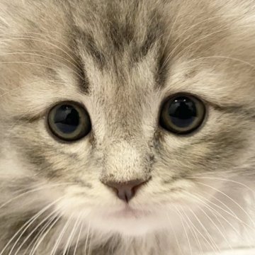 ラグドール×サイベリアン【群馬県・女の子・2023年3月28日・ブルータビー（長毛）】の写真「可愛い女の子♫」