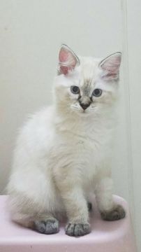 ラグドール【群馬県・男の子・2017年7月1日・シールリンクスポイント】の写真「可愛い男の子♪」