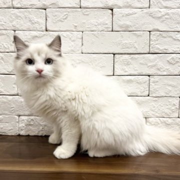 ラグドール【群馬県・男の子・2023年5月31日・ブルーポイントバイカラー（長毛）】の写真「可愛いお顔の男の子♫」