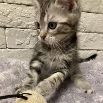 ラグドール×アメショー【群馬県・男の子・2022年10月19日・シルバータビー（中毛）】の写真「可愛いお顔の男の子♬」