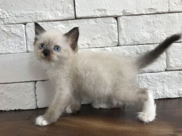 ラグドール【群馬県・男の子・2017年7月28日・シールポイントミテッド】の写真「可愛い男の子♬」