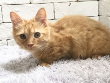 マンチカン(長足)【群馬県・女の子・2020年1月19日・レッドタビー（中毛）】の写真「可愛い人懐こい女の子♫」