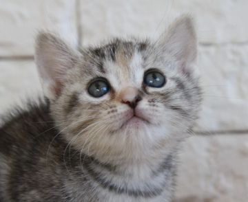 マンチカン(短足)【群馬県・女の子・2019年8月8日・シルバータビー（短毛）】の写真「可愛い短足の女の子♫」