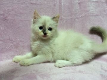 ラグドール【群馬県・女の子・2016年8月6日・ブルーリンクスポイントミテッド（ロング）】の写真「可愛い4姉妹🎶」