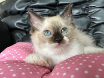 ラグドール【群馬県・女の子・2017年4月6日・シールポイント】の写真「可愛い女の子♬」