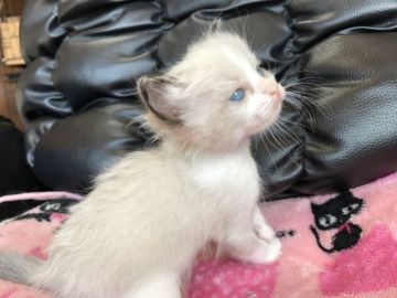 ラグドール【群馬県・女の子・2017年3月1日・シールポイントバイカラー】の写真「可愛い女の子♬」
