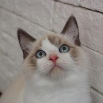 ラグドール【群馬県・男の子・2022年10月20日・ブルーポイントバイカラー（長毛）】の写真「可愛い男の子♫」