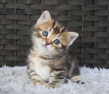 マンチカン(短足)【群馬県・女の子・2020年1月9日・ブラウンタビー】の写真「可愛い短足の女の子♫」