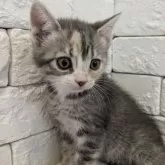 アメリカンショートヘア×ラガマフィン【群馬県・女の子・2024年4月29日・キャリコ】の写真1