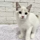 ラグドール【群馬県・男の子・2024年6月20日・ブルーリンクスポイントバイカラー】の写真1