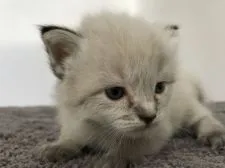 ラグドール【群馬県・女の子・2017年7月26日・シールリンクスポイント】の写真1