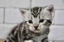 アメリカンショートヘア【群馬県・女の子・2019年10月15日・シルバータビー】の写真1