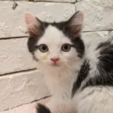 ラグドール×ラガマフィン【群馬県・女の子・2023年6月10日・ブラック&ホワイト】の写真1