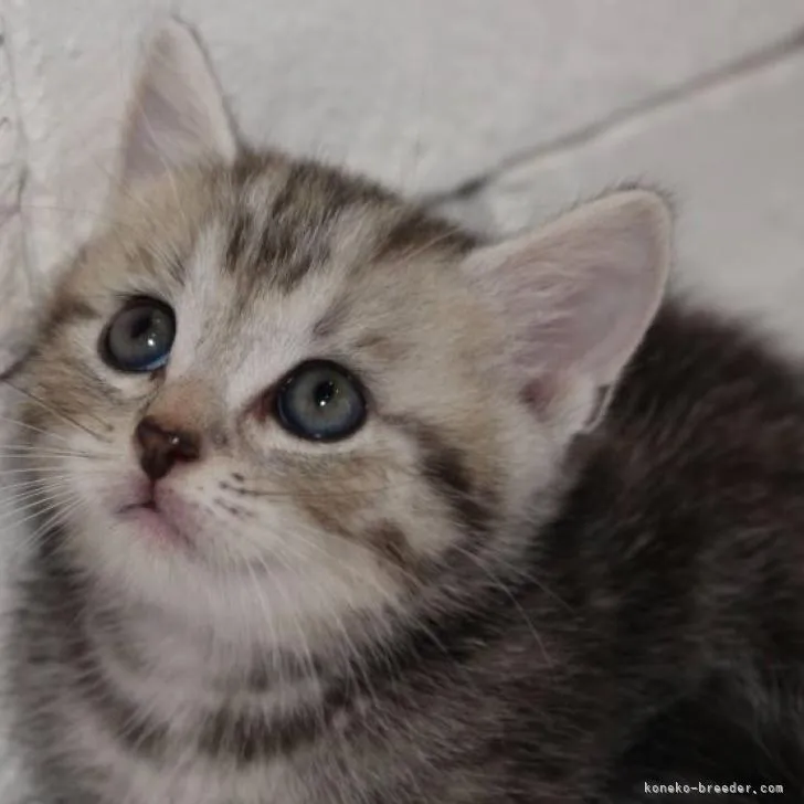 ID：2209-01984の子猫