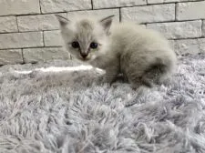 ラグドール【群馬県・男の子・2019年5月2日・シールリンクスポイント】の写真2