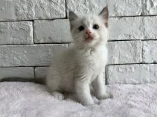 ラグドール【群馬県・男の子・2018年6月25日・ブルーポイントバイカラー】の写真2