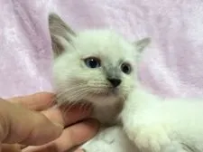 ラグドール【群馬県・女の子・2016年8月6日・ブルーポイントミテッド】の写真2