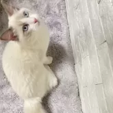 ラグドール【群馬県・男の子・2023年9月29日・ブルーポイントバイカラー】の写真2